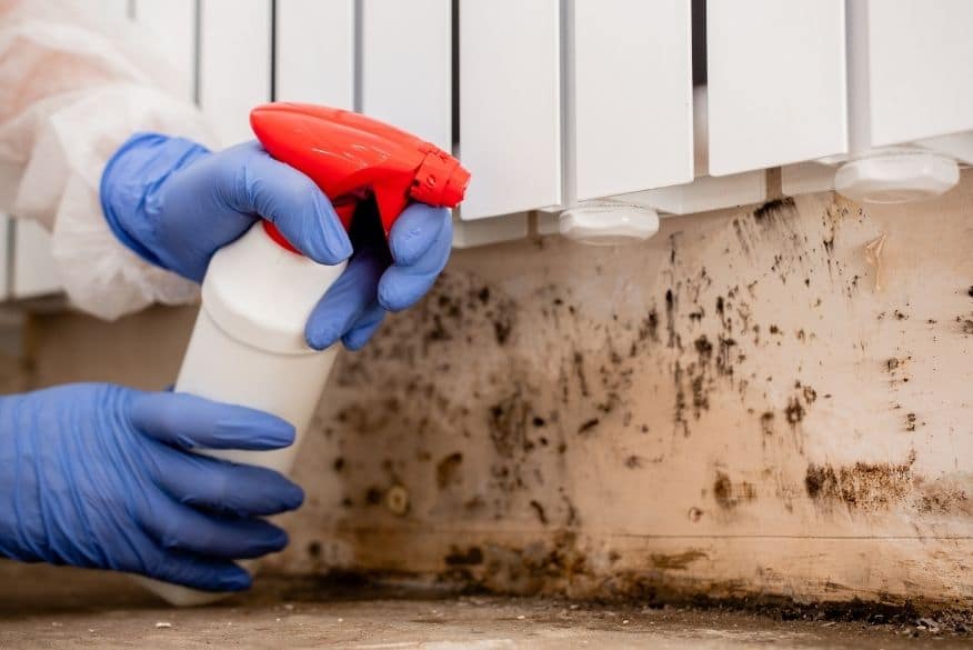 Mold Removal & Remediation