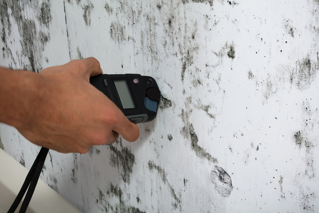 Technician inspecting mold on walls